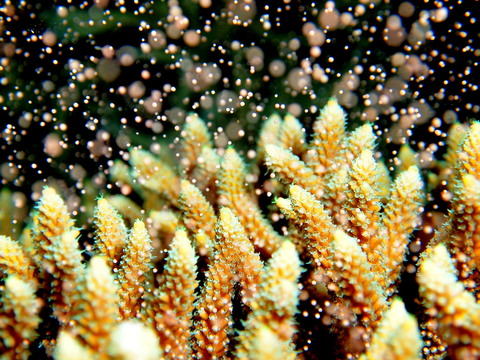 サンゴ礁イメージ写真2