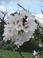 クメノサクラ