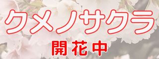 クメノサクラ