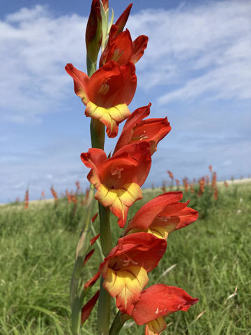 グラジオラス グラジオラス