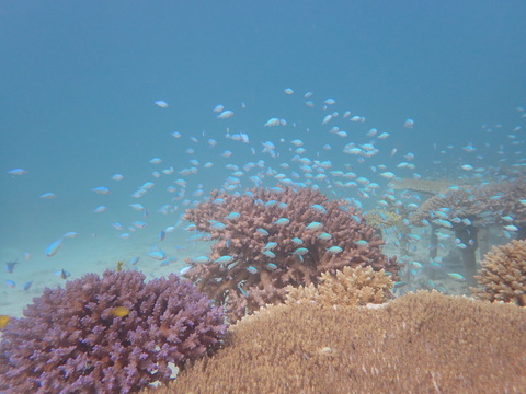 サンゴ礁イメージ写真1