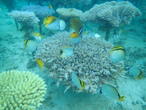 サンゴ礁イメージ写真3