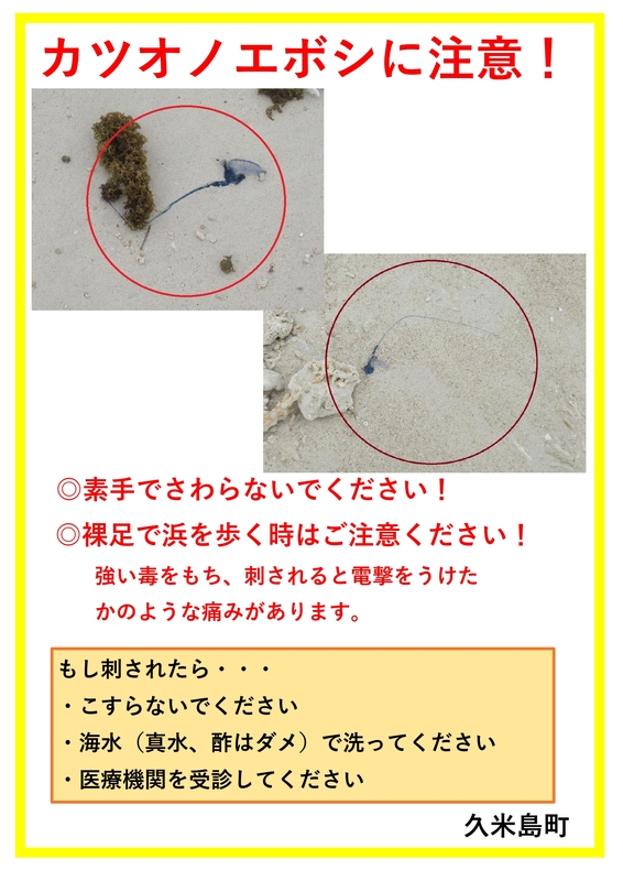 カツオノエボシ注意